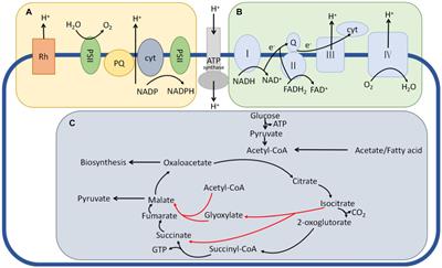 Analysis of microbial community evolution, autolysis phenomena, and energy metabolism pathways in Pholiota nameko endophytes